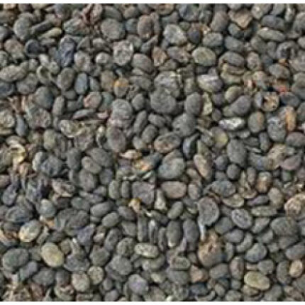 BABCHI PSORALEA SEED