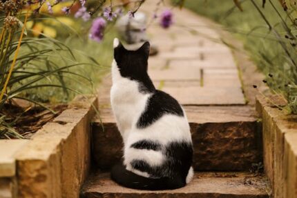4 Oz Square PET Bottle With Natural Black Twist Cap