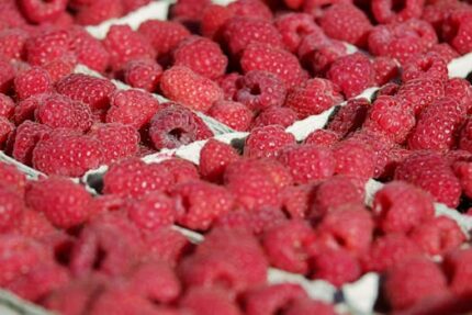 ACAI BERRY FRUIT JUICE POWDER