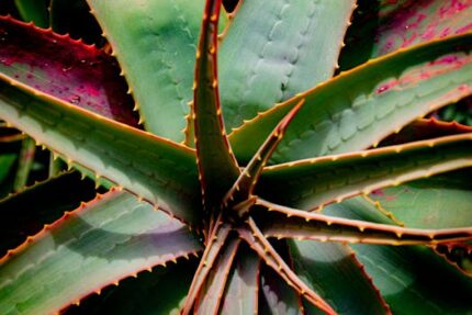ALOE CAPE POWDER
