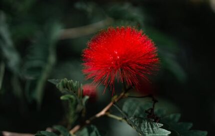 ALUM RED POWDER