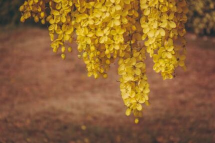 AMALTAS POWDER