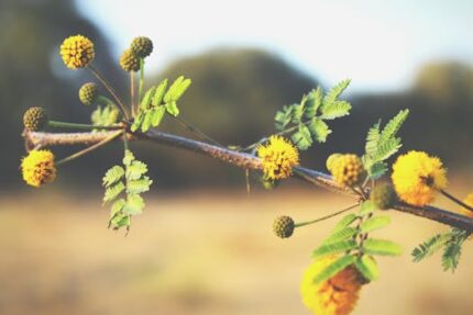 Acacia Flower Cut & Sifted