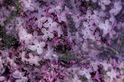After Rain Fragrant Oil