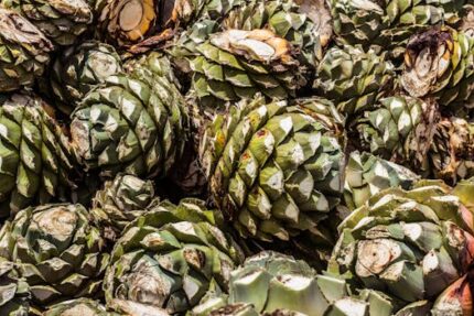 Agave Nectar Raw Organic