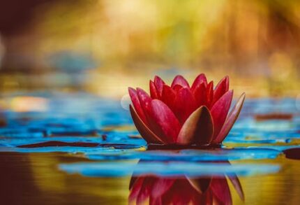 Ajowan Floral Water