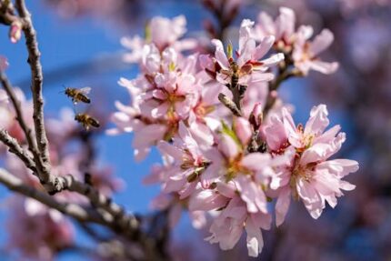 Almond Oil Sweet Refined USP