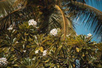 Almond Paradise Fragrant Oil