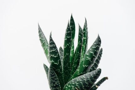 Aloe Vera Oil