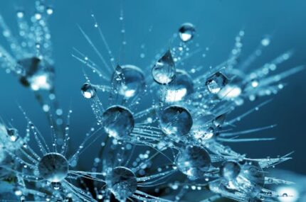Alpha Lipoic Acid Liquid
