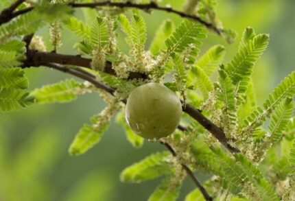 Amla Powder ORGANIC