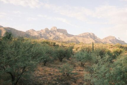 Amyris Essential Oil (West Indies)