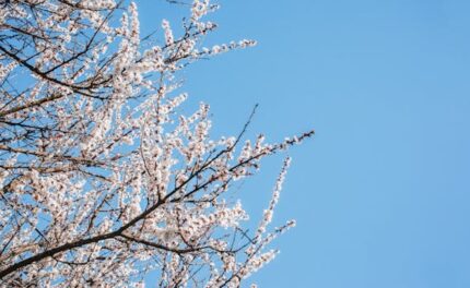 Apricot Kernel Oil Virgin Organic