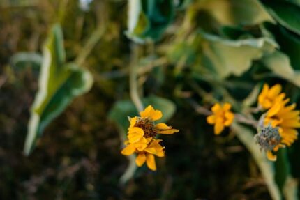 Arnica Flower Hydrosol Water