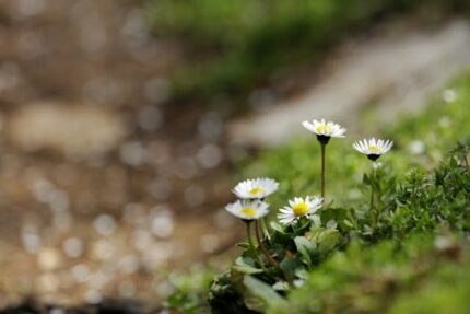 Arnica Montana Flowers