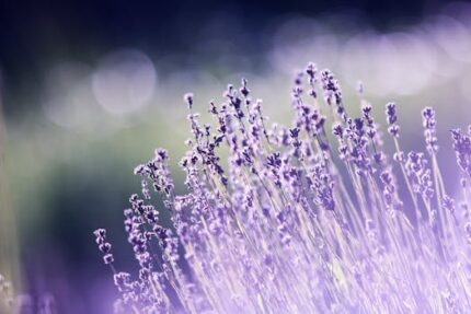 Aromatherapy Starter Kit