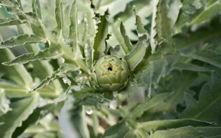 Artichoke Leaves Tincture