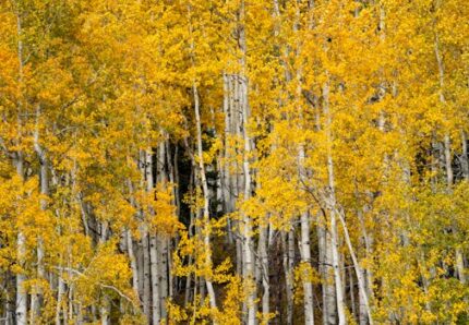 Aspen Bark Cut & Sifted