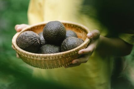 Avocado Virgin Oil ORGANIC