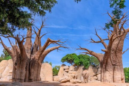 BAOBAB FRUIT POWDER