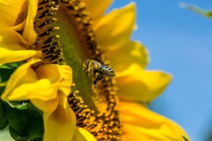 BEE POLLEN GRANULES