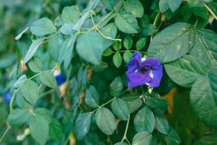 BUTTERFLY PEA FLOWER