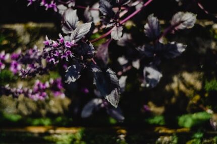 Basil Floral Water