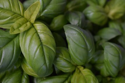 Basil Powder Organic
