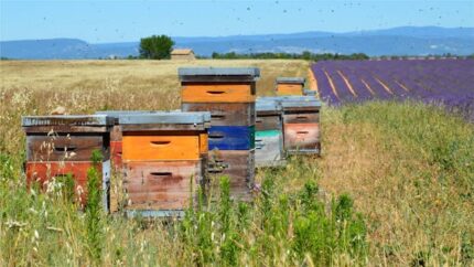 Beeswax Yellow ORGANIC