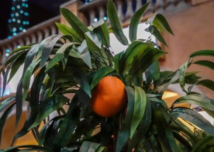 Blood Orange Essential Oil (Italy)ORGANIC
