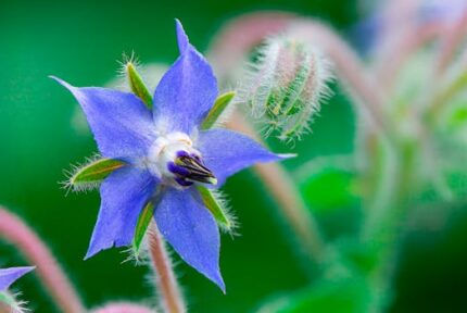 Borage Oil Organic RBDW