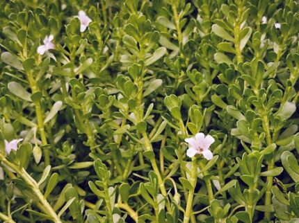 Brahmi Oil