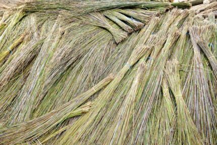 Broom Genet Attar