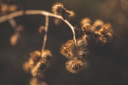 Burdock Root Oil