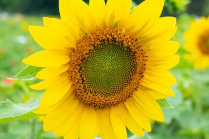 CANARY SEEDS
