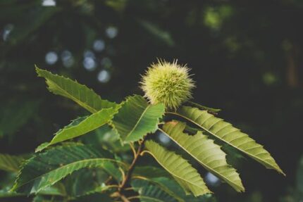 CHESTNUT LEAVES TEA BAGS