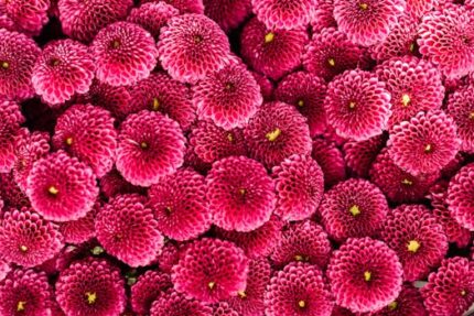 CHRYSANTHEMUM FLOWER WHOLE