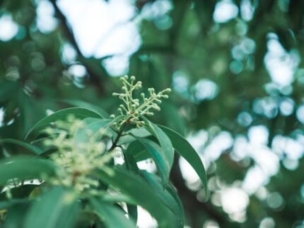 CINNAMON GROUND CEYLON