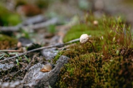 CORDYCEPS WHOLE