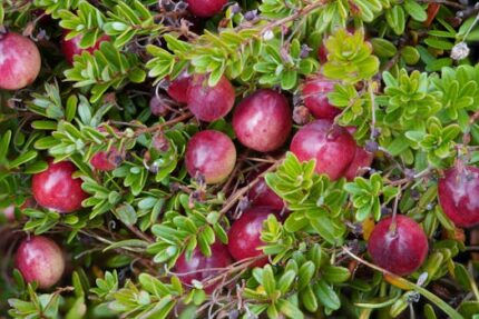 CRANBERRIES DRIED