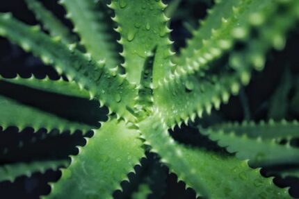 Cactus Liquid Extract