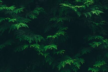 Cade Essential Oil (Spain)