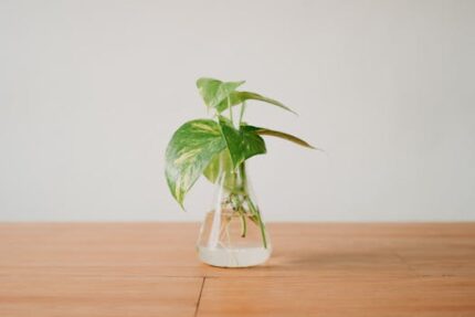 Calamus Root Floral Water