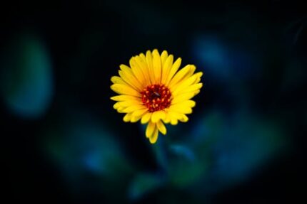 Calendula Liquid Extract