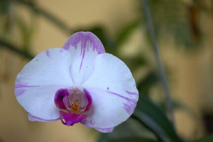 Cananga Essential Oil (Java)