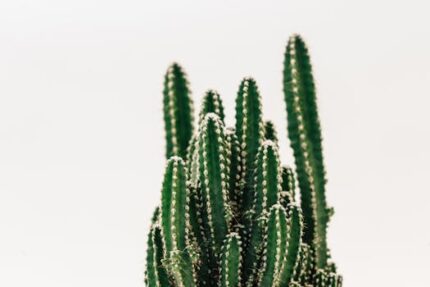 Candelilla Wax