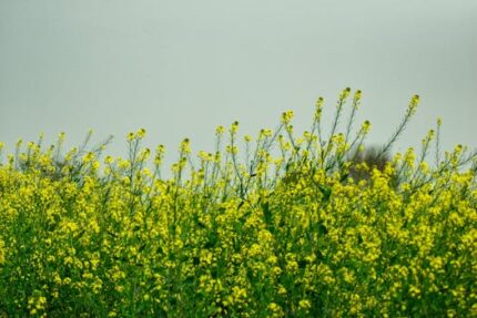 Canola Oil ORGANIC