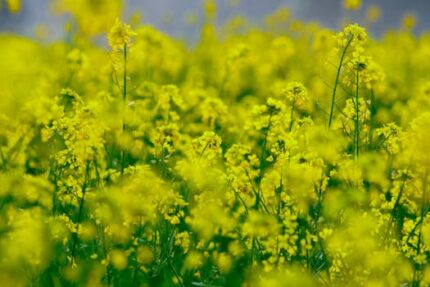 Canola Oil Refined