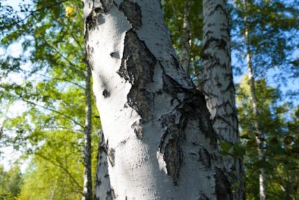 Capadulla Bark Tincture