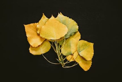 Carnation Absolute Oil